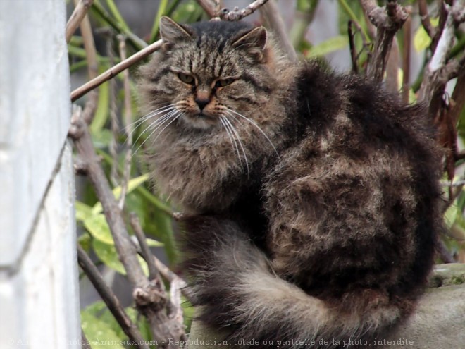 Photo de Chat domestique