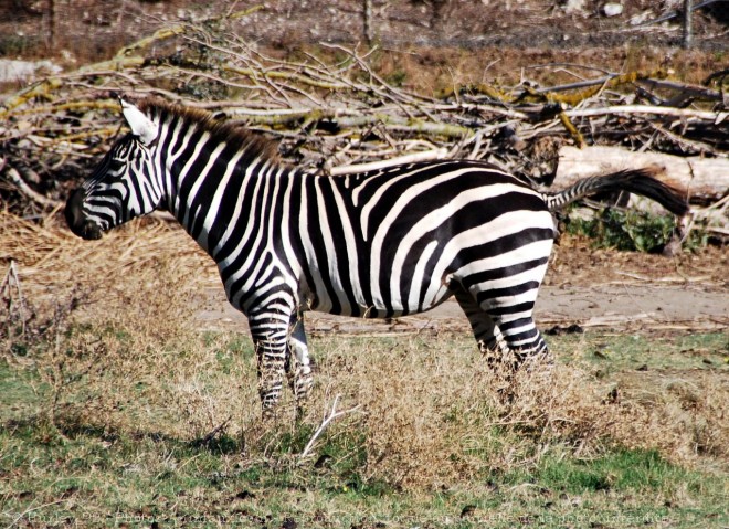 Photo de Zebre