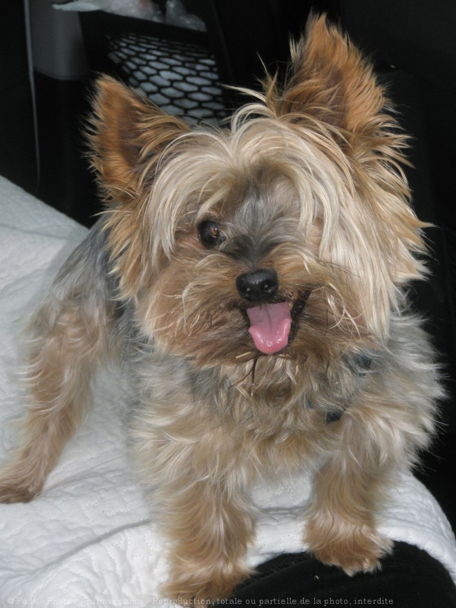 Photo de Yorkshire terrier