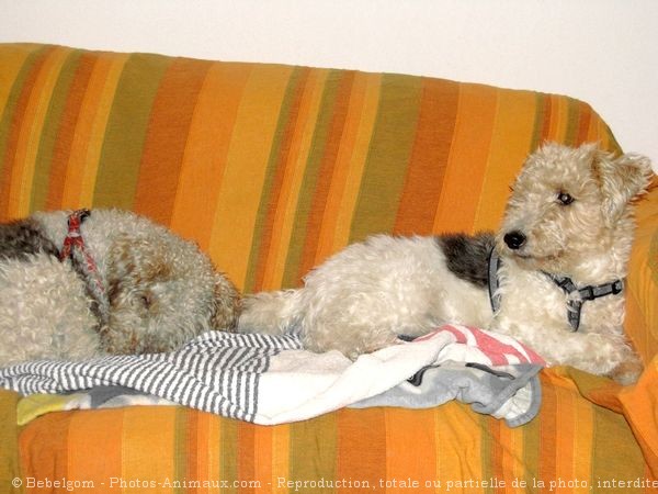 Photo de Fox terrier  poil dur