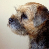 Photo de Border terrier