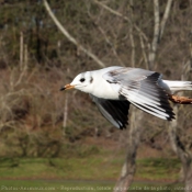 Photo de Mouette