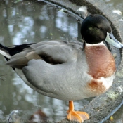 Photo de Canard carolin