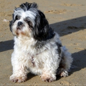 Photo de Shih tzu