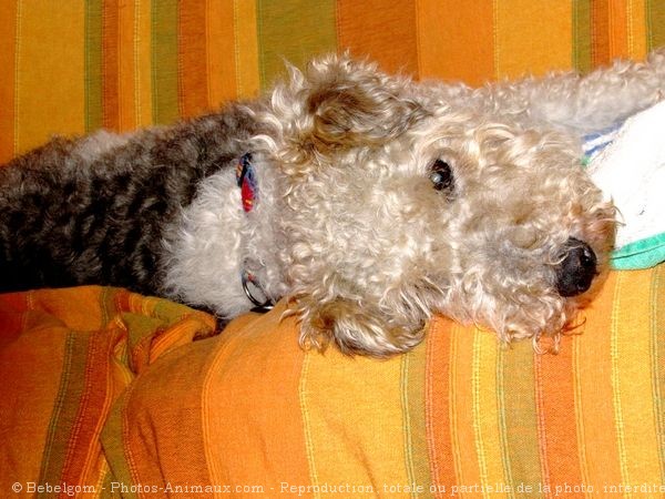 Photo de Fox terrier  poil dur