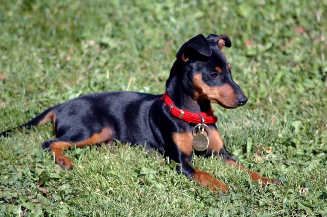 Photo de Pinscher nain