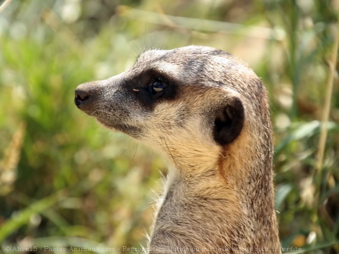 Photo de Suricate