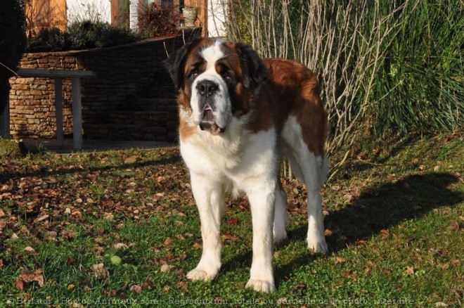 Photo de Saint-bernard poil long