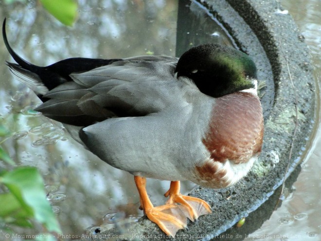 Photo de Canard colvert