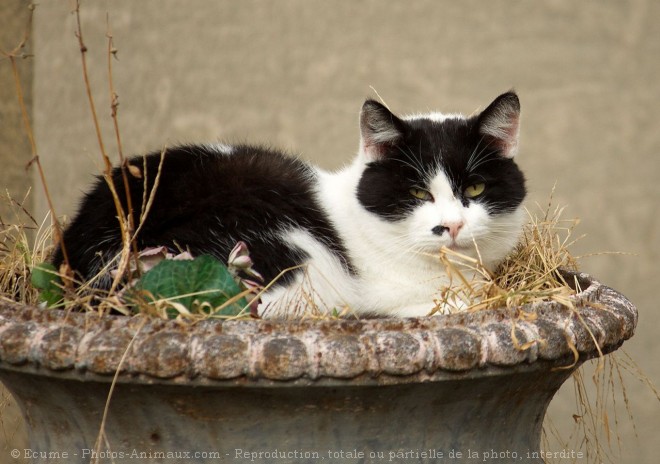 Photo de Chat domestique