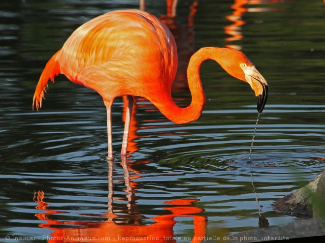 Photo de Flamand rose