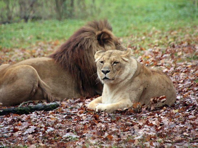 Photo de Lion