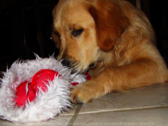 Photo de Golden retriever