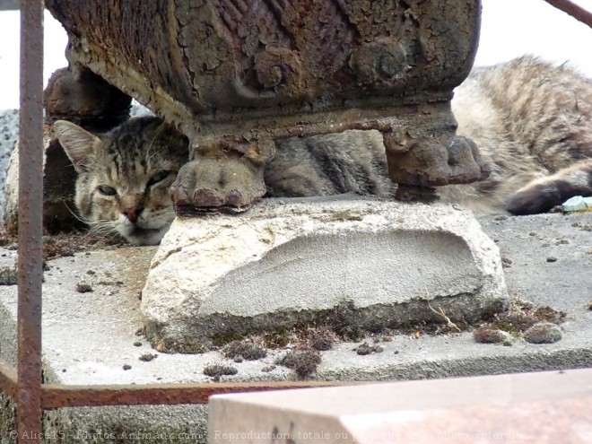 Photo de Chat domestique