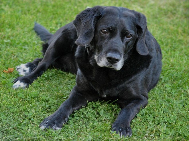 Photo de Labrador retriever