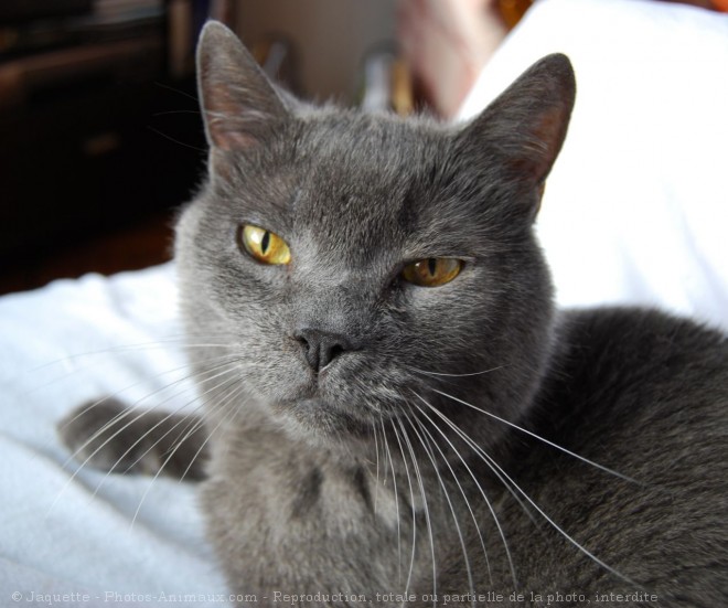 Photo de Chartreux