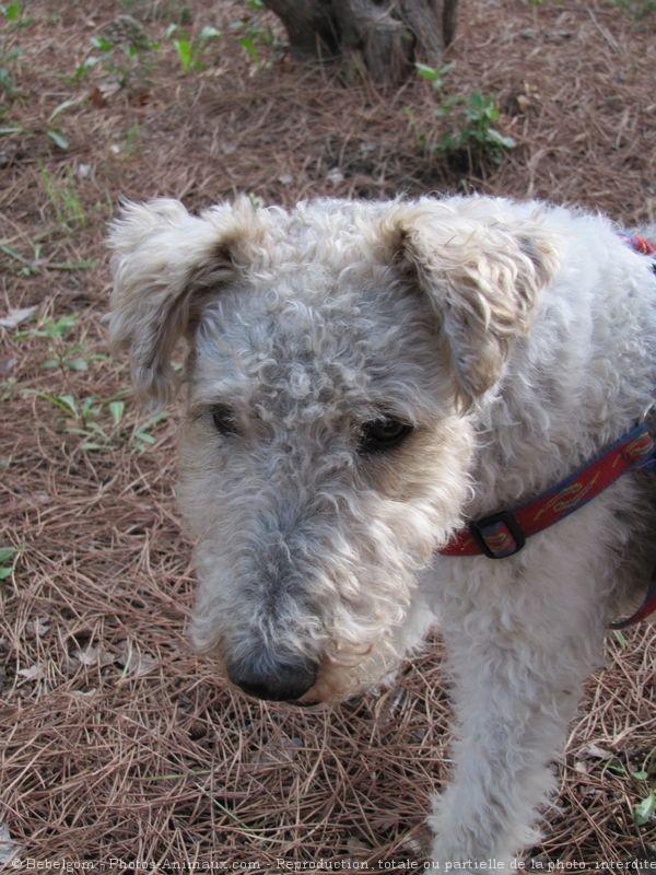 Photo de Fox terrier  poil dur