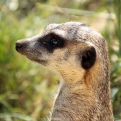 Photo de Suricate