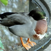 Photo de Canard colvert