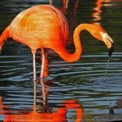 Photo de Flamand rose