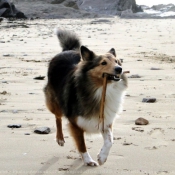 Photo de Chien de berger des shetland