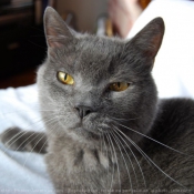 Photo de Chartreux