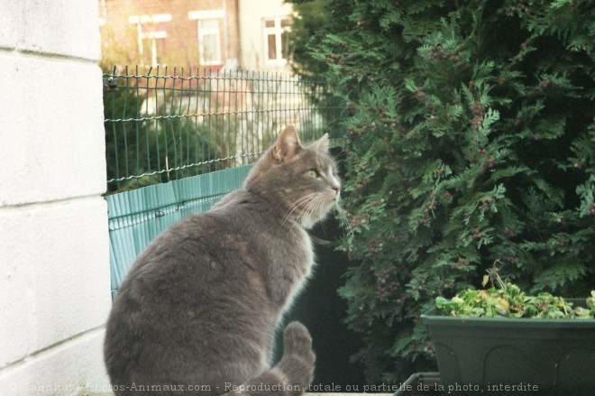 Photo de Chat domestique