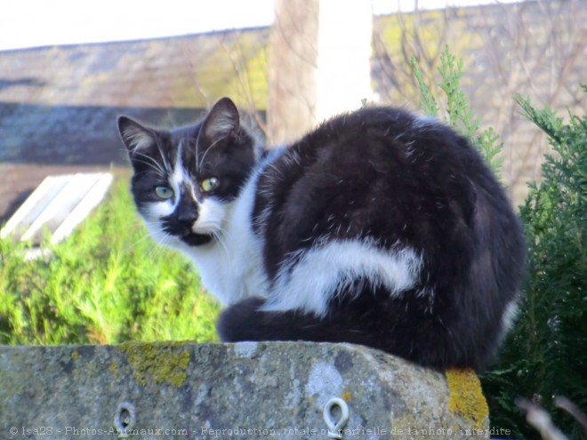 Photo de Chat domestique