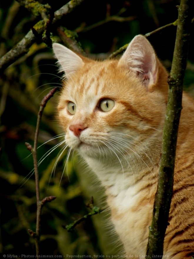 Photo de Chat domestique