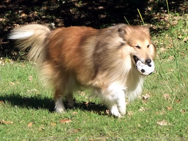 Photo de Chien de berger des shetland