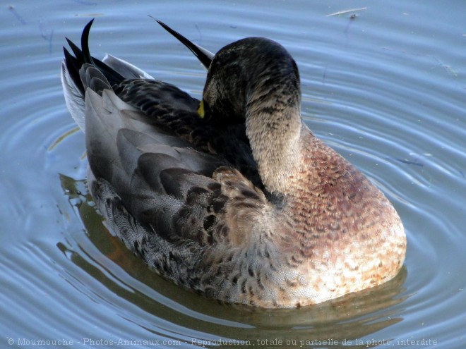 Photo de Canard colvert