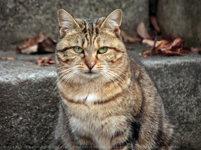 Photo de Chat domestique