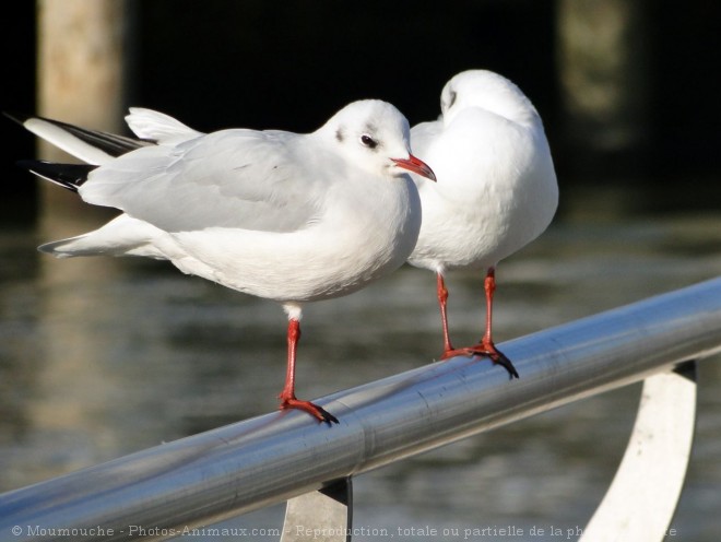 Photo de Mouette