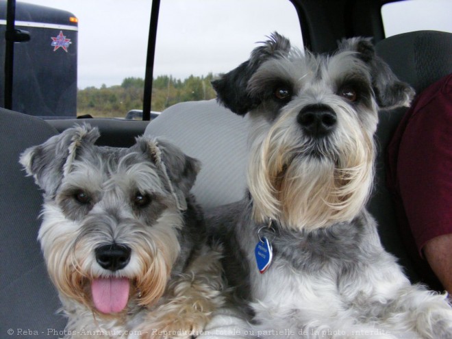 Photo de Schnauzer nain