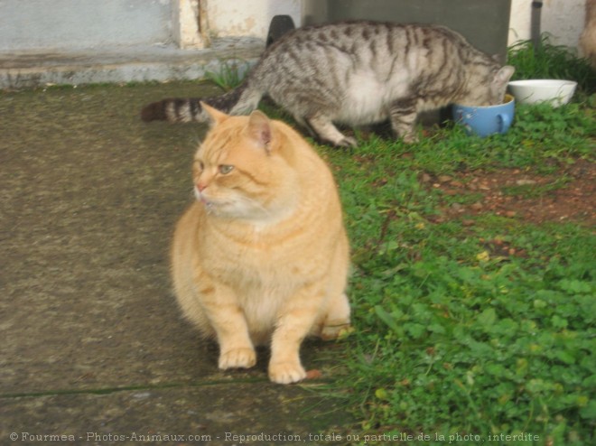 Photo de Chat domestique