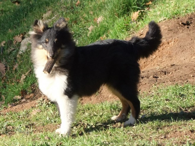 Photo de Chien de berger des shetland