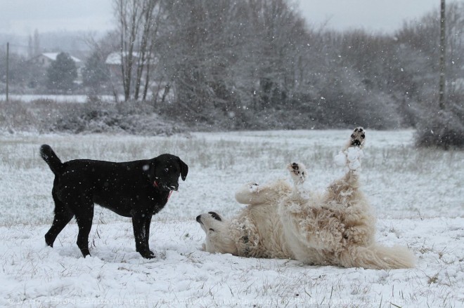 Photo de Chien de montagne des pyrnes