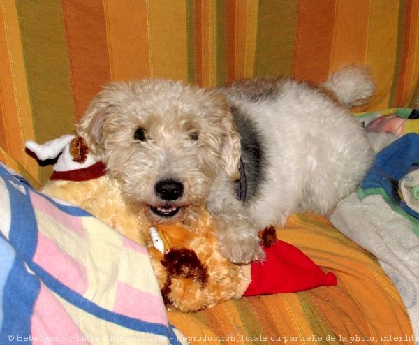 Photo de Fox terrier  poil dur