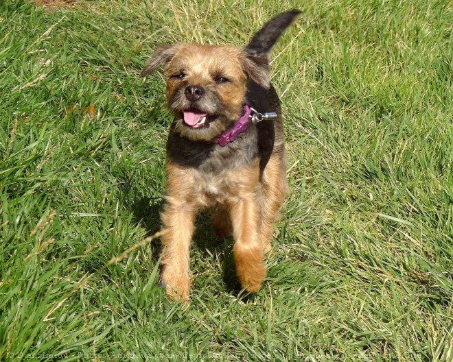 Photo de Border terrier