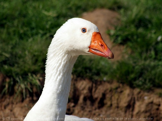 Photo d'Oie blanche