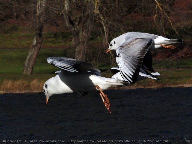 Photo de Mouette