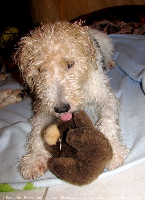 Photo de Fox terrier  poil dur