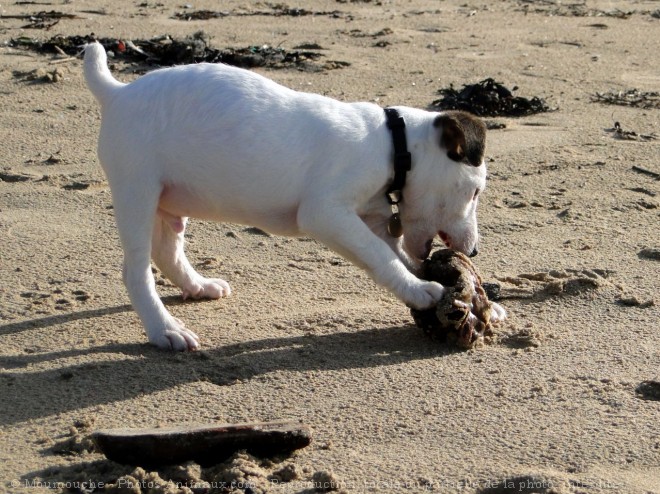 Photo de Jack russell terrier