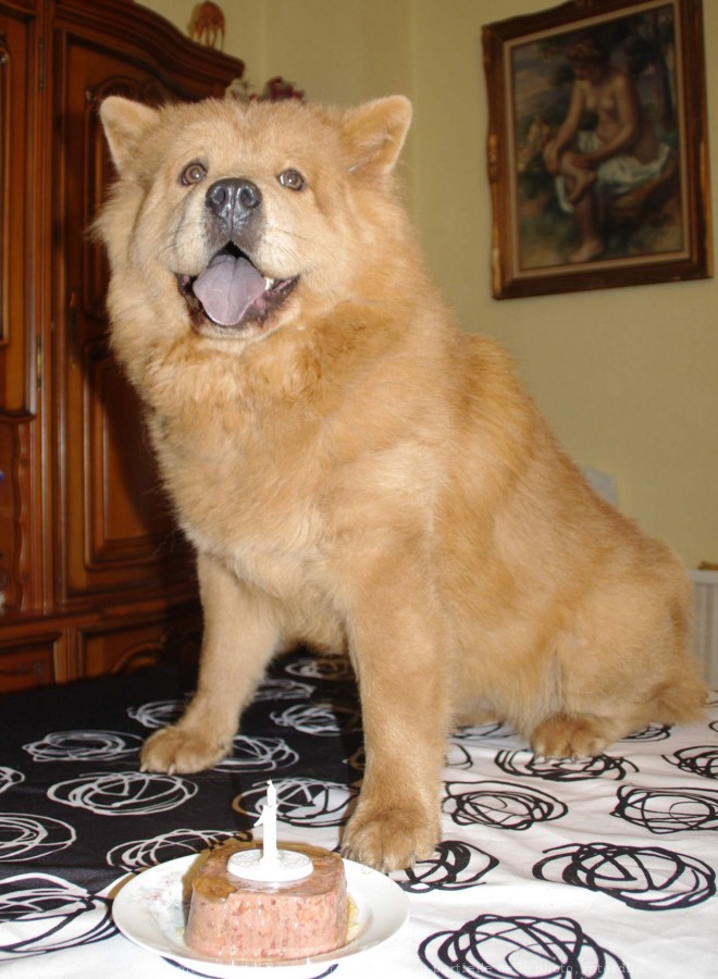 Photo de Chow chow