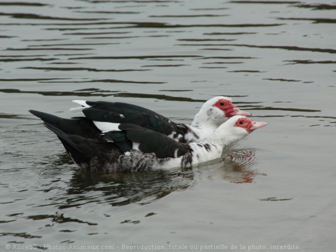 Photo de Canard de barbarie