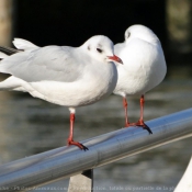 Photo de Mouette