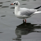 Photo de Mouette