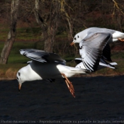 Photo de Mouette