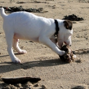 Photo de Jack russell terrier