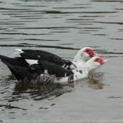 Photo de Canard de barbarie